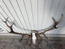 Rothirsch Geweih Trophäe Abwurfstangen Hirschhorn kapital 🦌