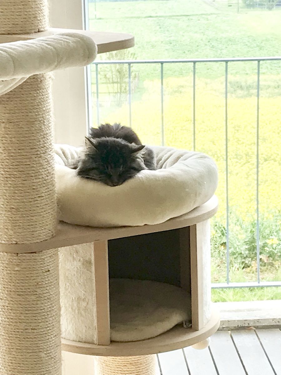 Arbres à chats: Katzenbaum – D'occasion à Riken AG par alexandra12 2