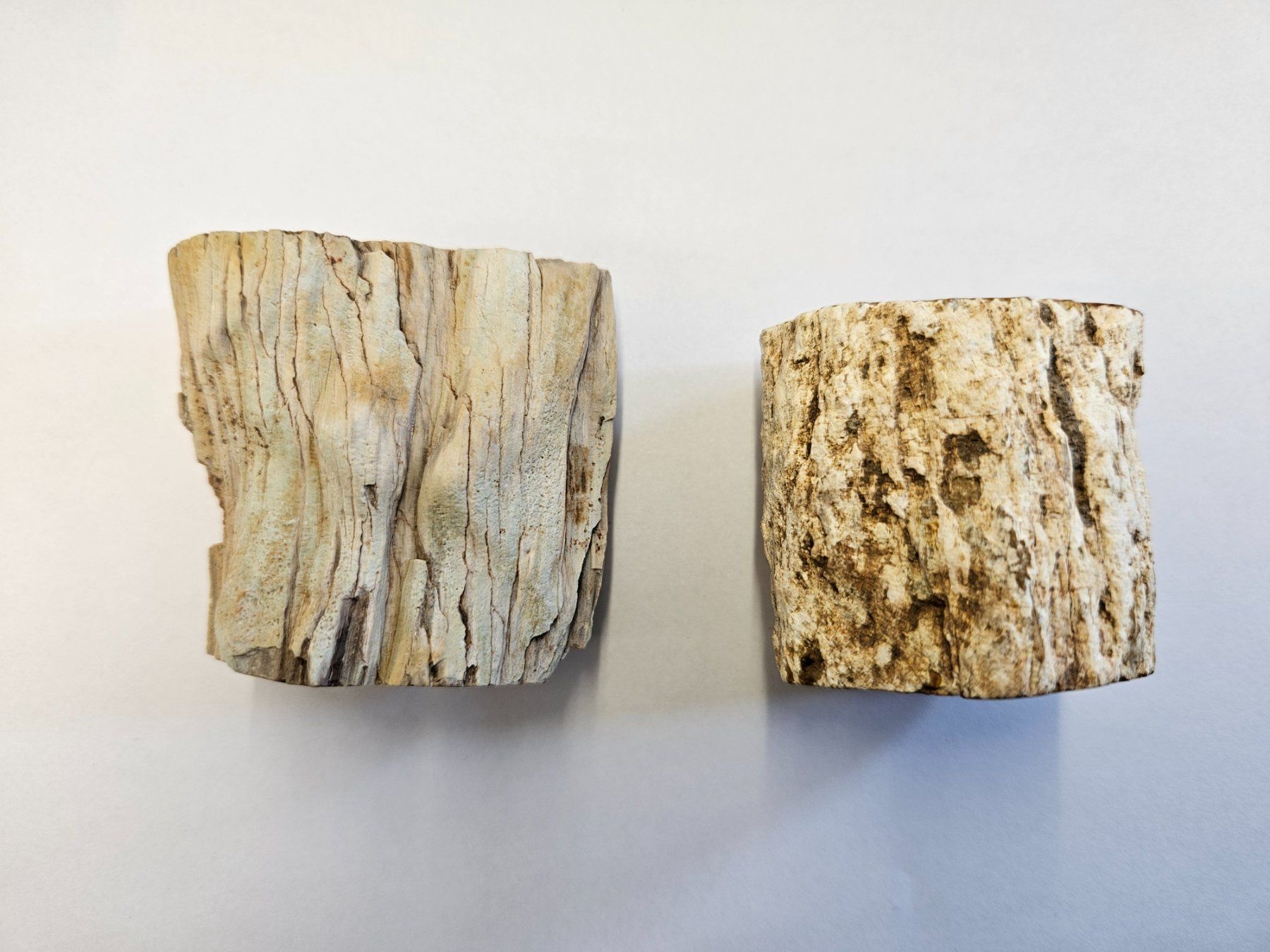 Fossili: Holz - Holzstämmchen versteinert - Madagskar – Usato da Heiden venduto da mats10 3
