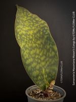 Sansevieria Masoniana Mason's Congo - 100% Bio-Pflanze