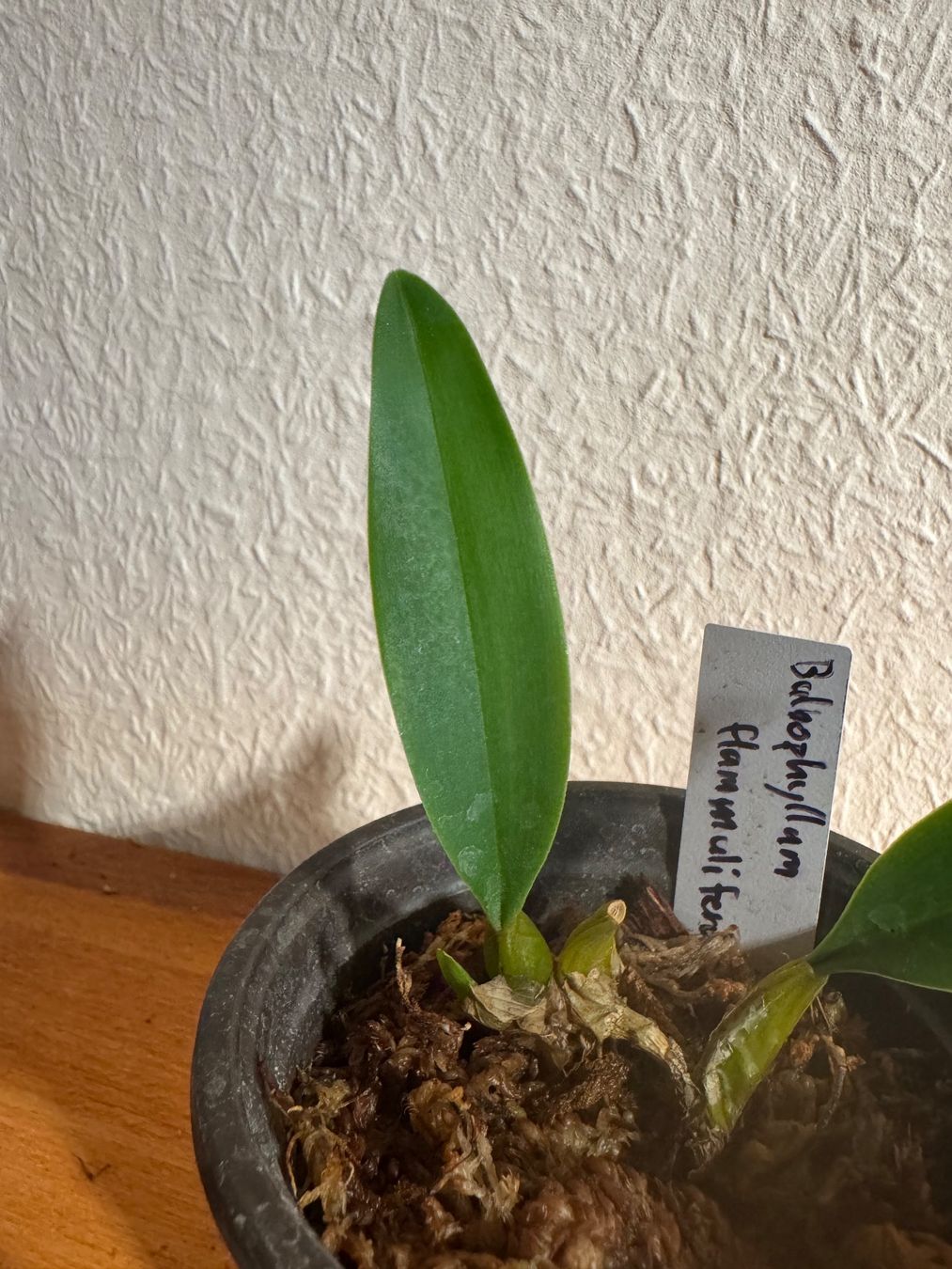 Piante & sementi: Bulbophyllum flammuliferum – Usato da Männedorf venduto da mrclst 1