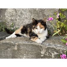 Profile image of sch_25lm