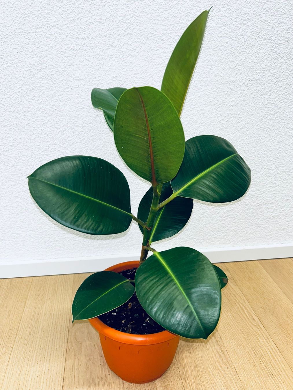Piante & sementi: FICUS ELASTICA ROBUSTA Pflanze, Gummibaum 60 cm – Usato da Kilchberg ZH venduto da malibubeach 6
