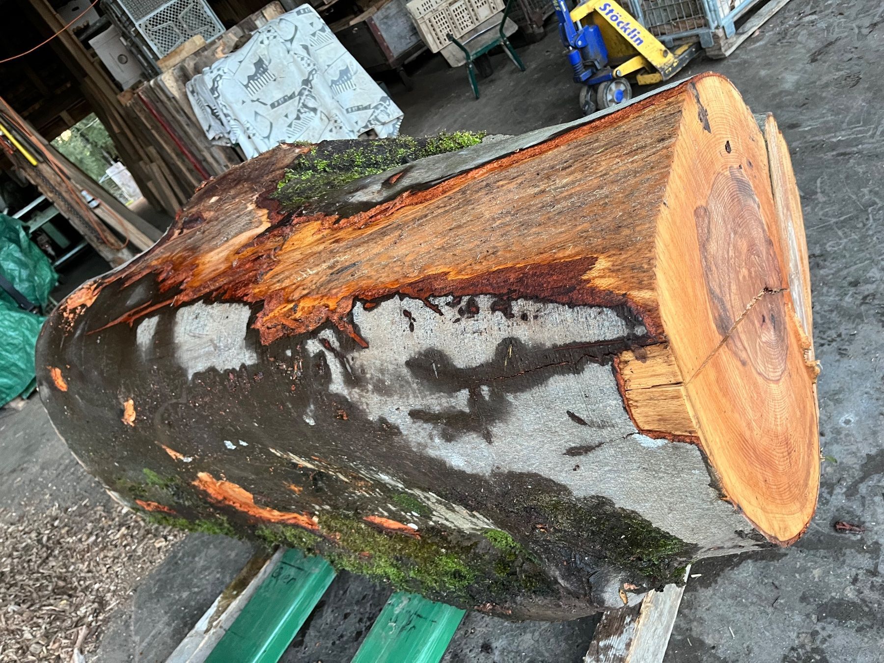 Articles en bois: Buchenklotz,Astgabel, Dekoration – Neuf (Voir description) à Nürensdorf par Peterhakab 2
