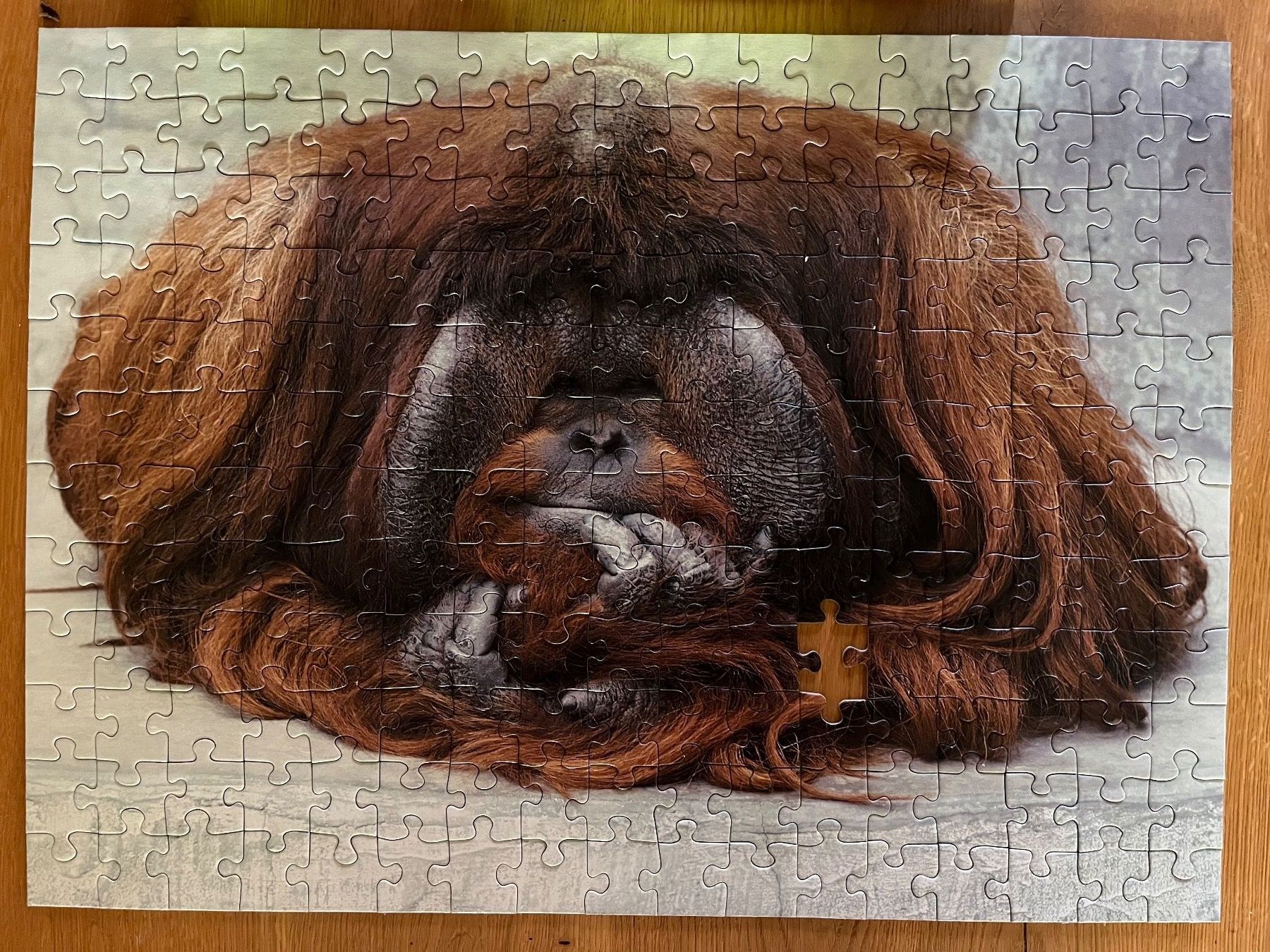 Ravensburger Puzzle: Ravensburger Puzzle Orang-Utan 199 Teile – Difettoso da Zürich venduto da Gurkis