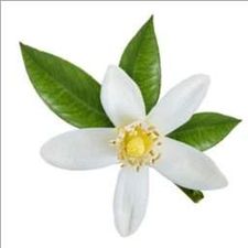 Profile image of _lemonflower