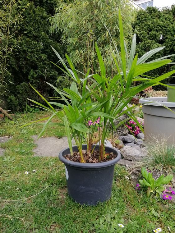 Hübsche Tessiner Palme | Kaufen auf Ricardo