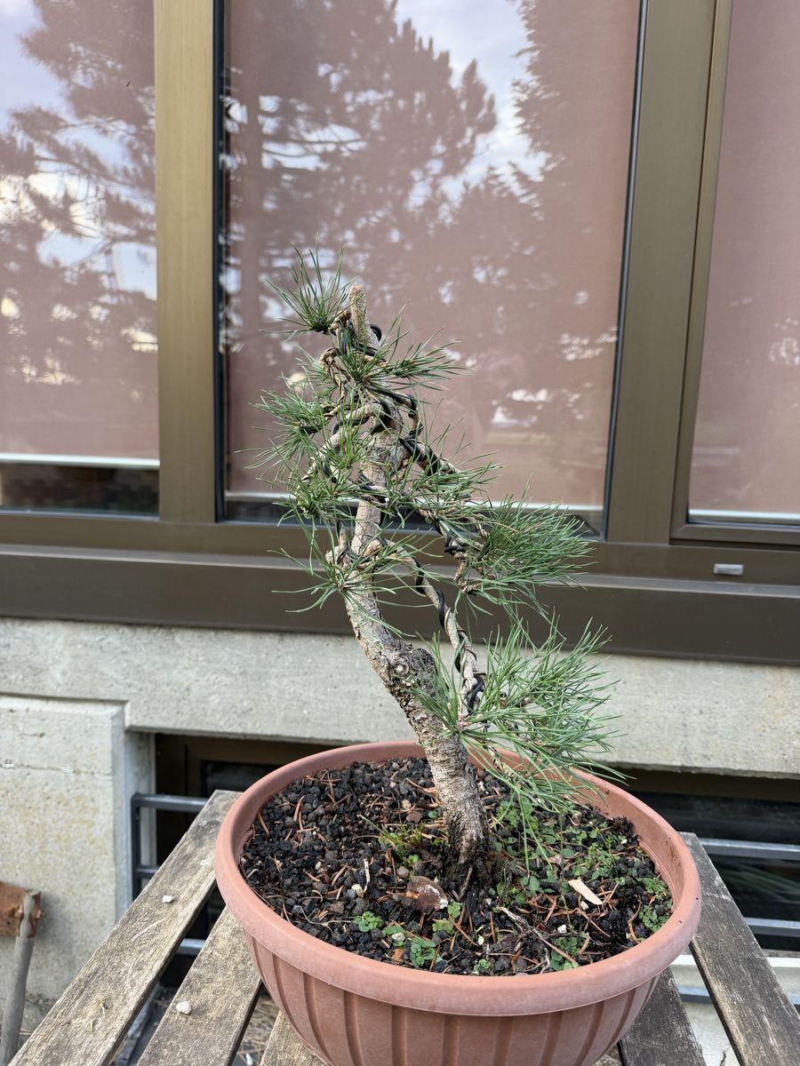 Piante & sementi: Pinus Sylvestris Bonsai – Usato da Suhr venduto da BonsaiGutzi 2