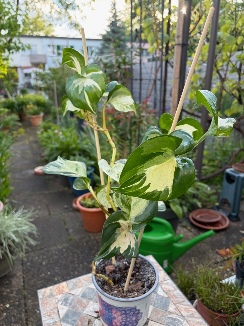 Piante & sementi: Efeutute Epipremnum Manjula - Happy Leaf, gr. Pflanze – Nuovo (secondo la descrizione) da Winterthur venduto da Aniger 1