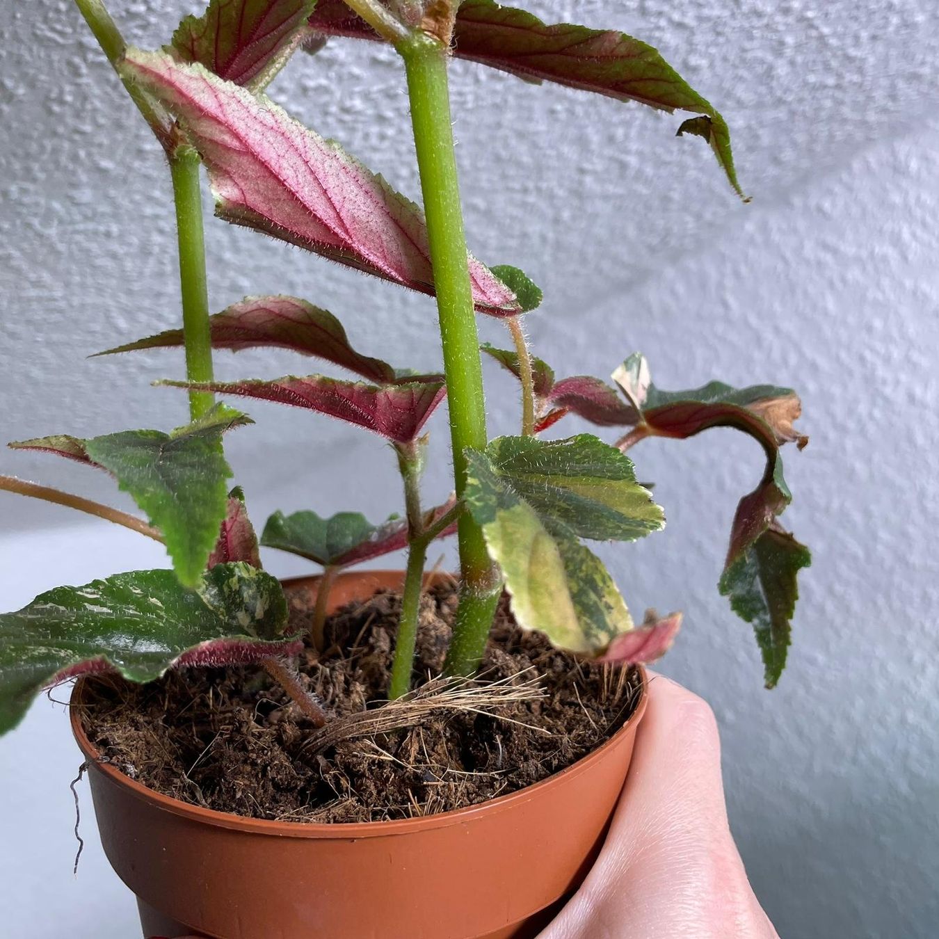 Piante & sementi: Begonia Ginny Galaxy variegata – Usato da Suhr venduto da Planted.by.two 1