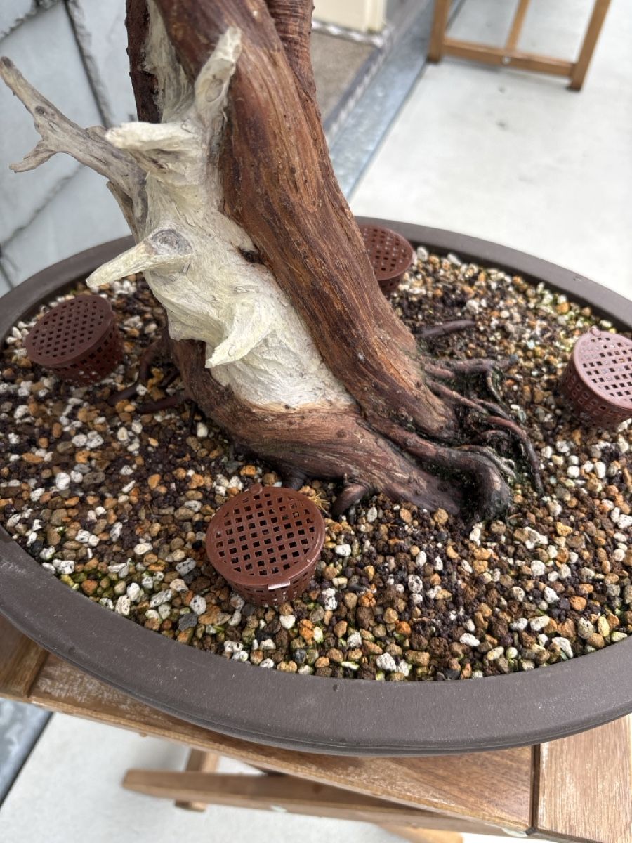 Piante & sementi: Bonsai Itoigawa Wacholder – Usato da Herisau venduto da men_9hwl 2