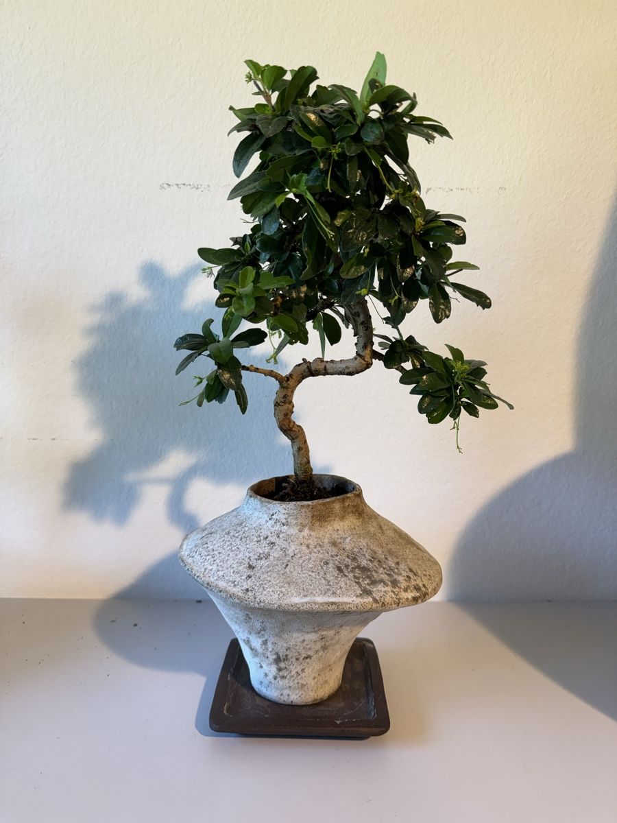 Pflanzen & Samen: Fukientee Bonsai im Topf mit Untersetzer – Gebraucht aus Rümlang von Gruseh.ch 5