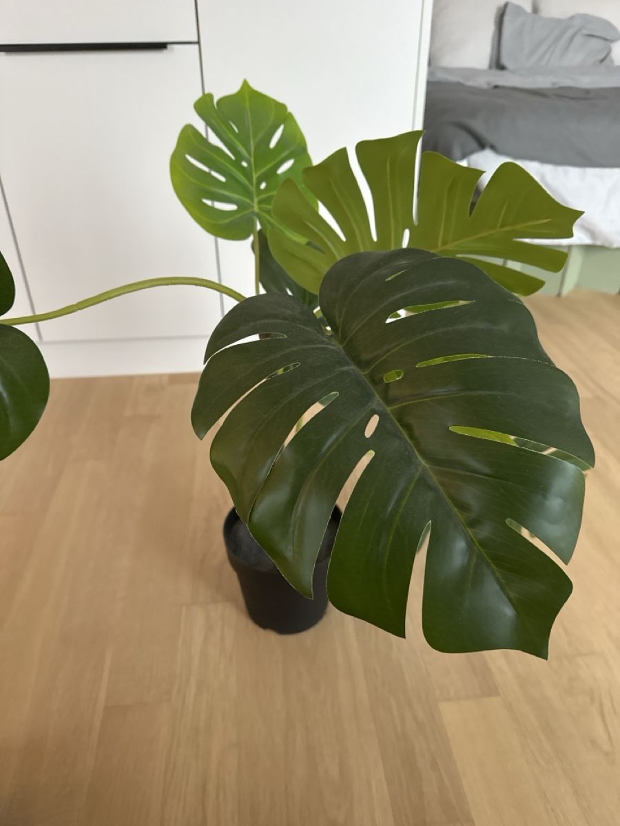 monstera pflanze sonne Monstera Deliciosa Variegata L