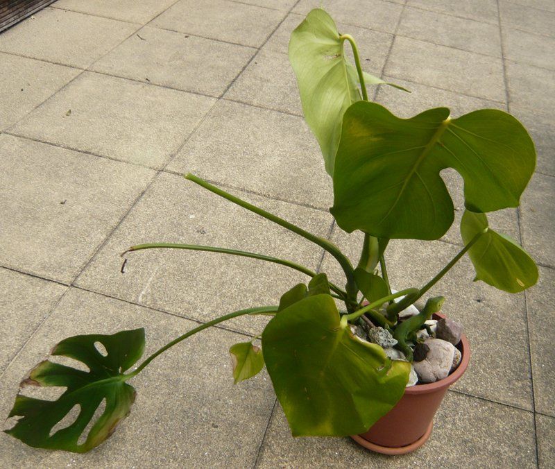 Plantes & graines: Monstera / Pflanze – Neuf (Voir description) à Ruggell par Dolce9