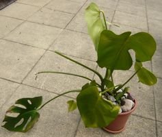 Monstera / Pflanze