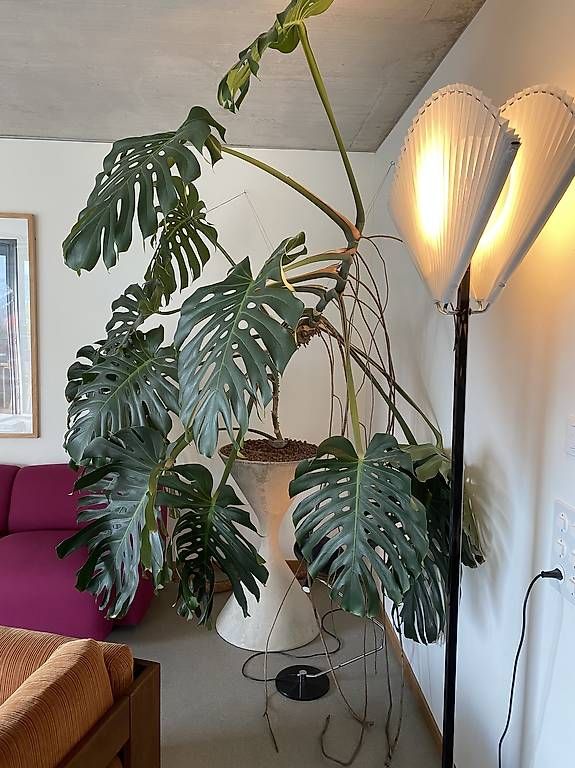 Piante & sementi: Monstera XXL – Usato da Zürich venduto da dudeli83 3