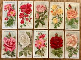 1926 - 10 ROSES Sammelbilder England - Rosen englisch Blumen