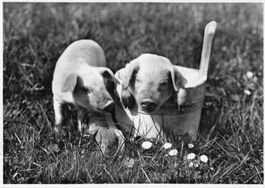 Gruss von der OLMA 1952 - Schweinchen auf Wiese