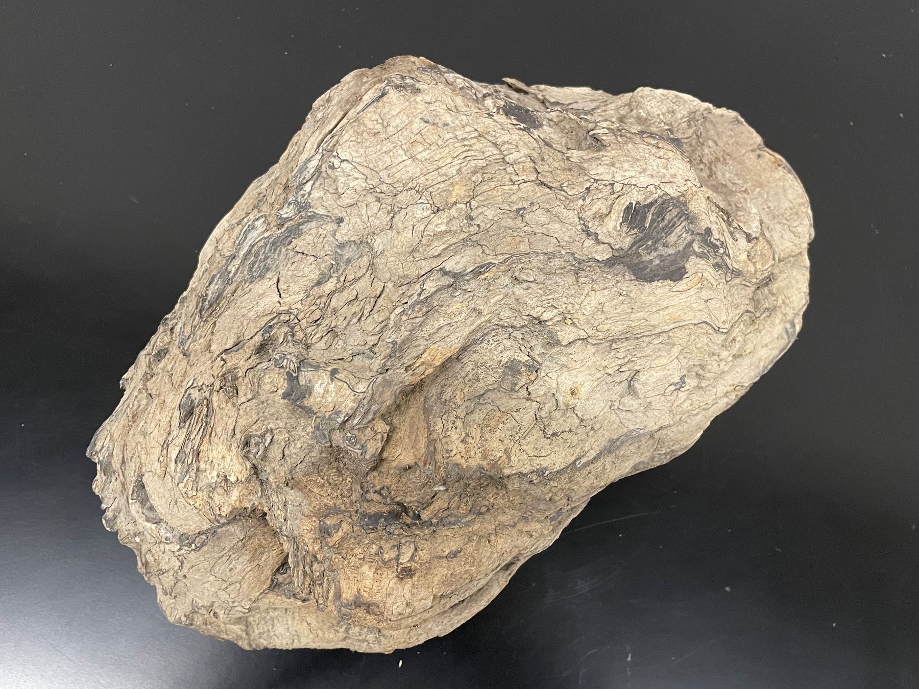 Tutte le decorazioni: Schwemmholz_Natur – Usato da Flawil venduto da Waldau1A 3