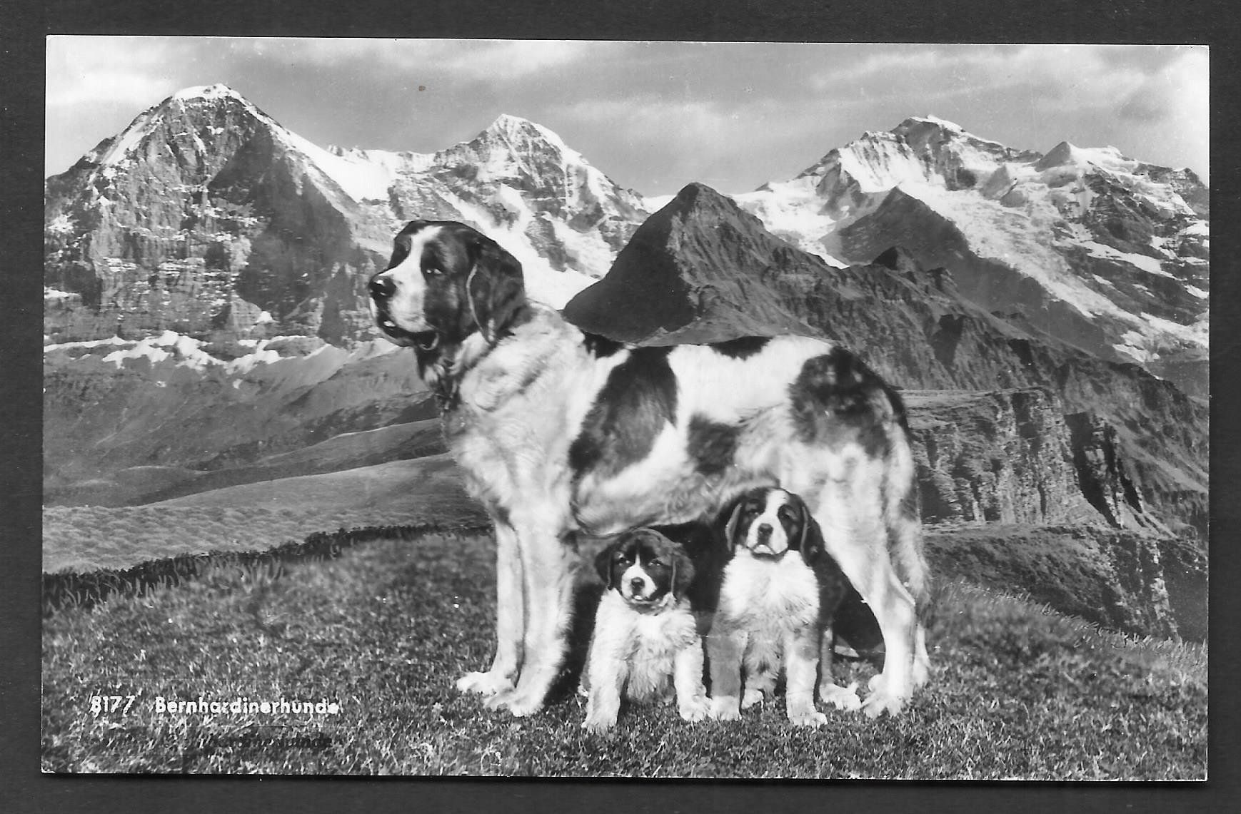 Cartoline postali: Kleine Scheidegg Bernardiner-Hunde – Usato da Olten venduto da clotaldi