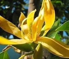 CANANGA ODORATA (parfum chanel N'5) 3g
