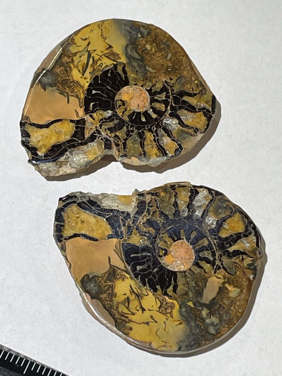 Fossili: Ammonit Paar / Fossil / Stein – Nuovo (secondo la descrizione) da Rümlang venduto da euqinom16 1