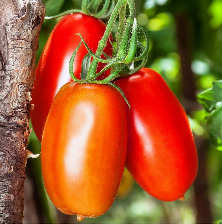 Piante & sementi: TOMATE SAN MARZANO / 5 Samen – Nuovo (secondo la descrizione) da Hinteregg venduto da ERFOLG78 3