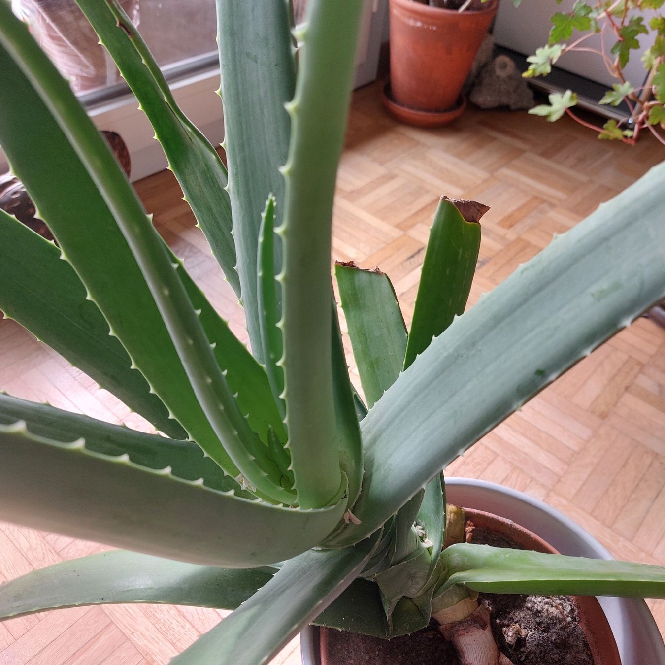Pflanzen & Samen: Aloe vera, ca 50 cm hoch. Eigener Ableger – Gebraucht aus Freienbach von Stuagert 2