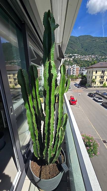 Plantes & graines: Grosser gesunder KAKTUS mit Topf – D'occasion à Locarno par Bbamboo