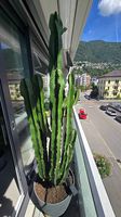 Grosser gesunder KAKTUS mit Topf