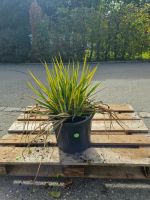 Yucca flaccida – Winterharte Palmlilie