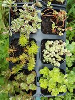 🪲6 stück sedum 🪲bodendecker🪲