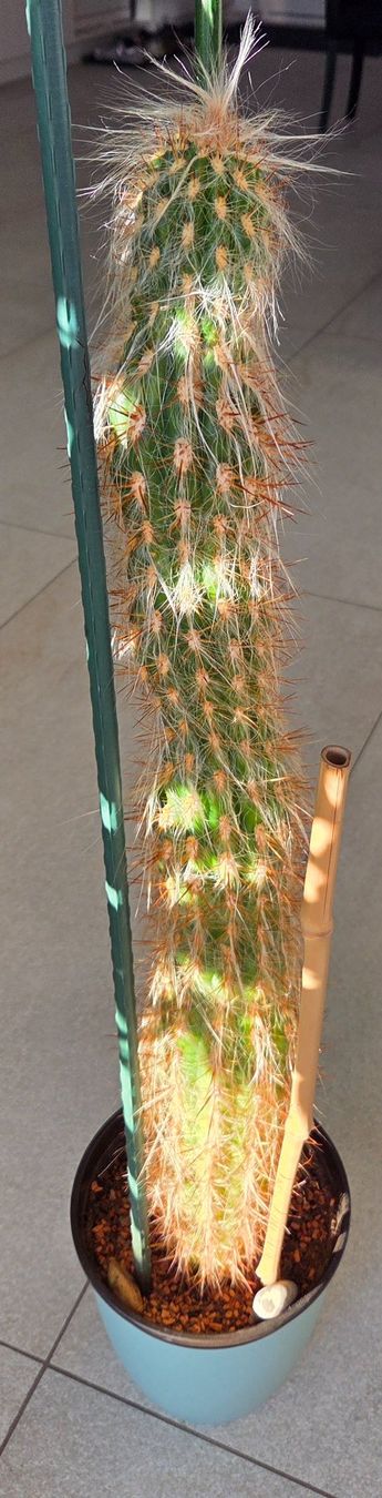 Pflanzen & Samen: Haariger Kaktus 74 cm gross – Gebraucht aus Ostermundigen von derset 3