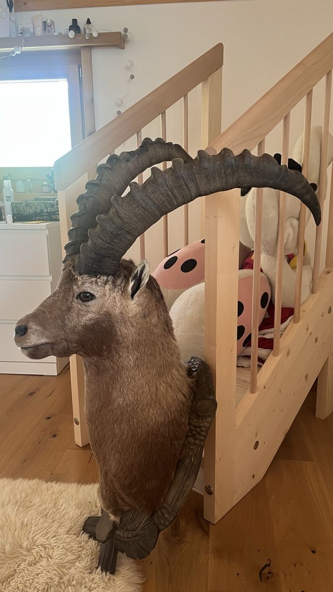 Il mondo degli animali: Steinbock  – Usato da Schiers venduto da Valzeina 3