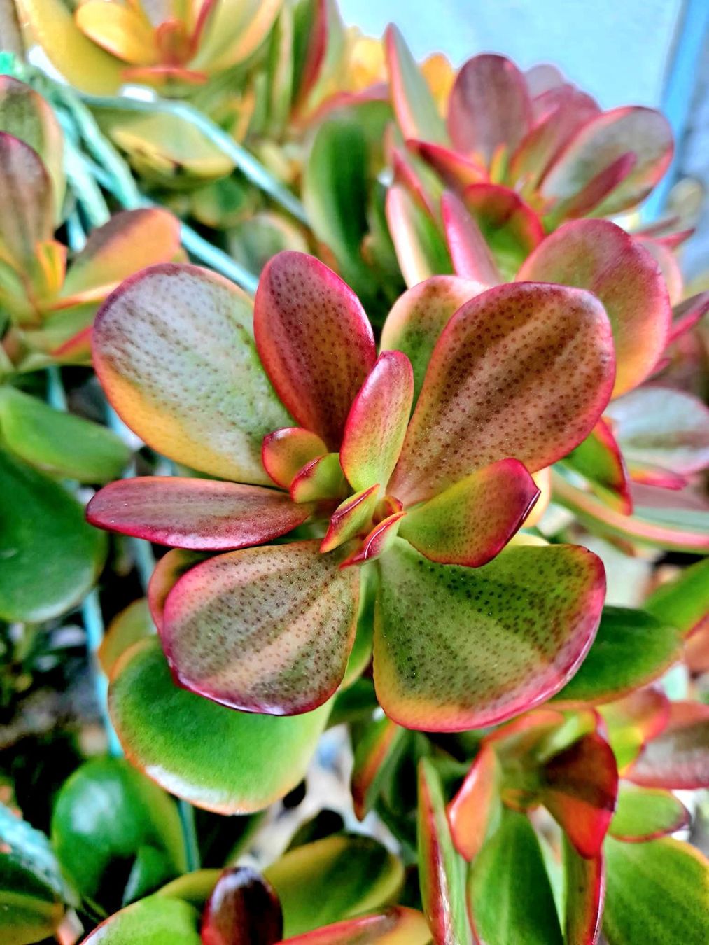 Piante & sementi: Crassula ovata 'Hummel's Ghost' – Nuovo (secondo la descrizione) da Zürich venduto da The_Plant_Wizard 1