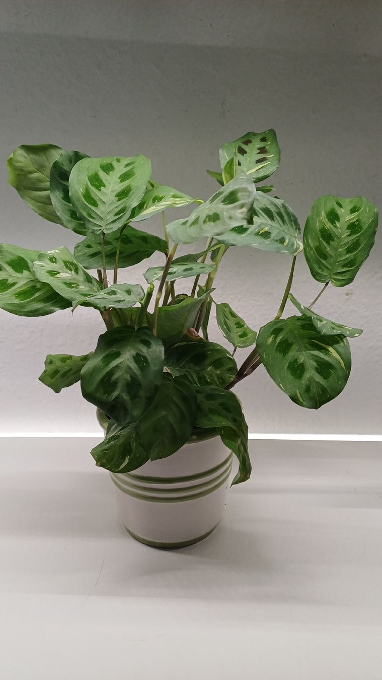 Pflanzen & Samen: Maranta Leuconeura – Gebraucht aus Bern von uwi_8t7x 1