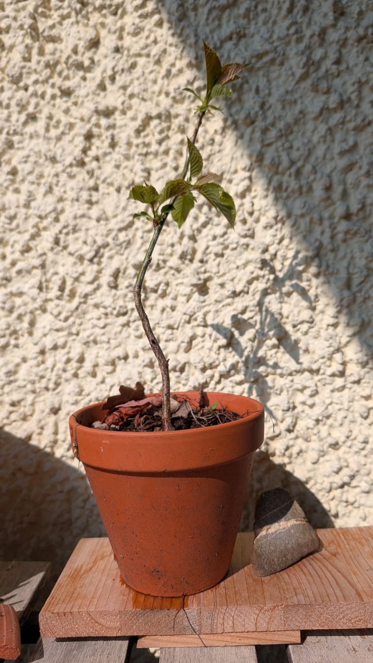 Piante & sementi: Cherry tree prebonsai – Usato da Zürich venduto da epopeyaodisea