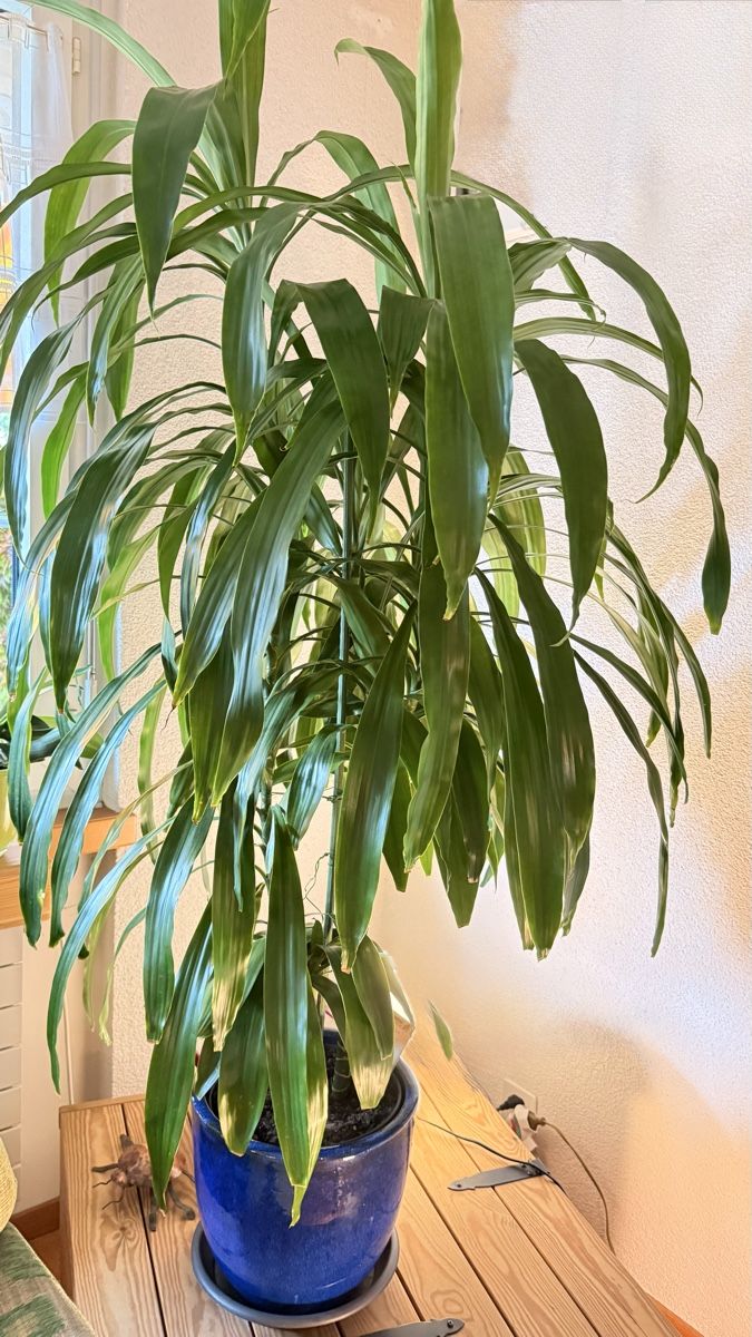 Plantes & graines: Dracaena Pflanze – D'occasion à Marthalen par angelurs1 1