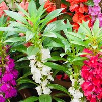 Ab 5.- fr 20 Samen MIX Garten Balsam “IMPATIENS”