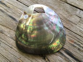 ABALONE / PAUA  MUSCHEL  ANHÄNGER  8cm x 7,5cm