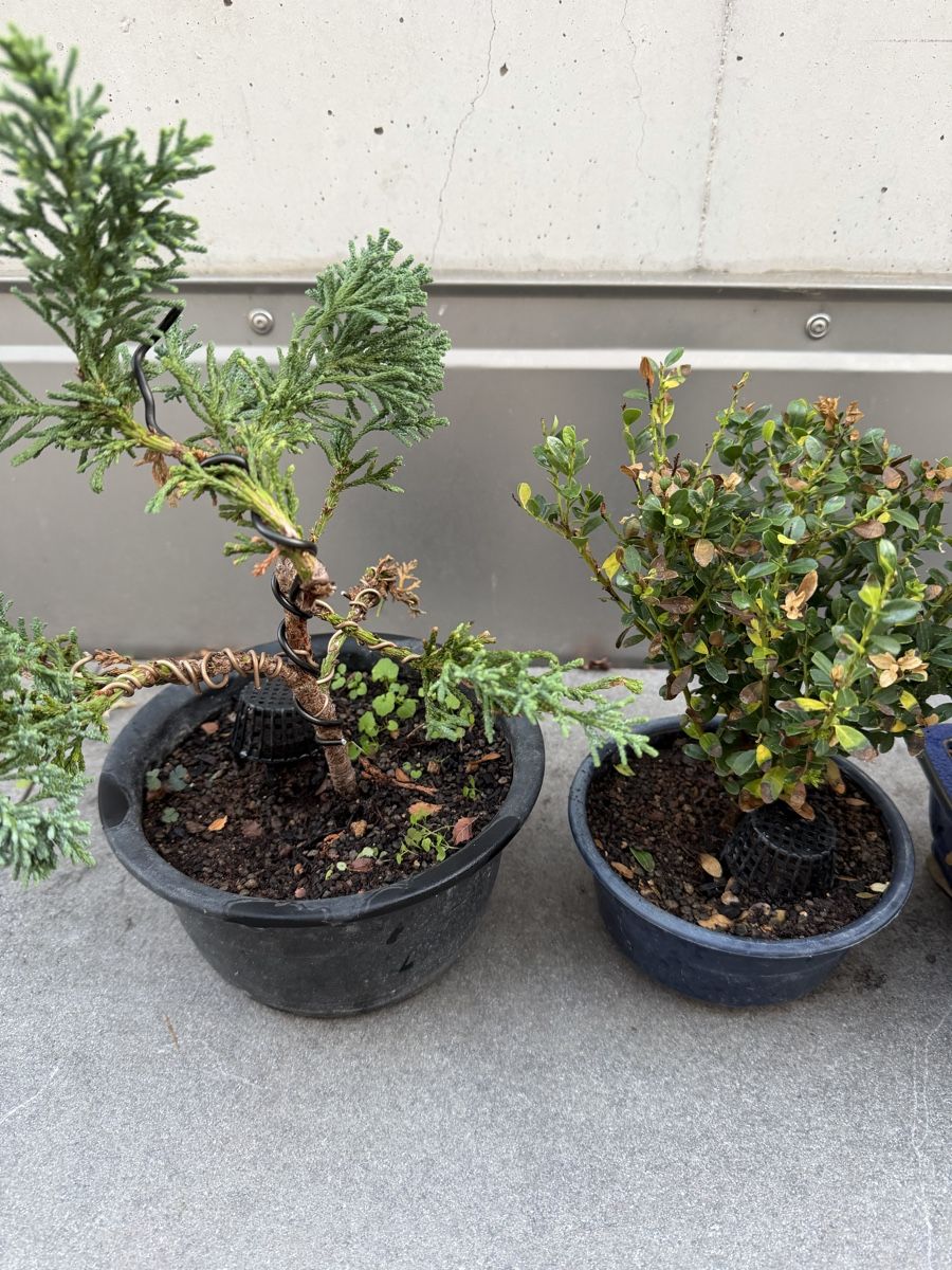 Piante & sementi: Bonsai und Pre Bonsai – Usato da Ennetbaden venduto da miboo 1