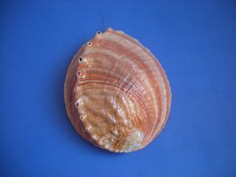 Muschelschale Riesengross zum Wand aufhängen