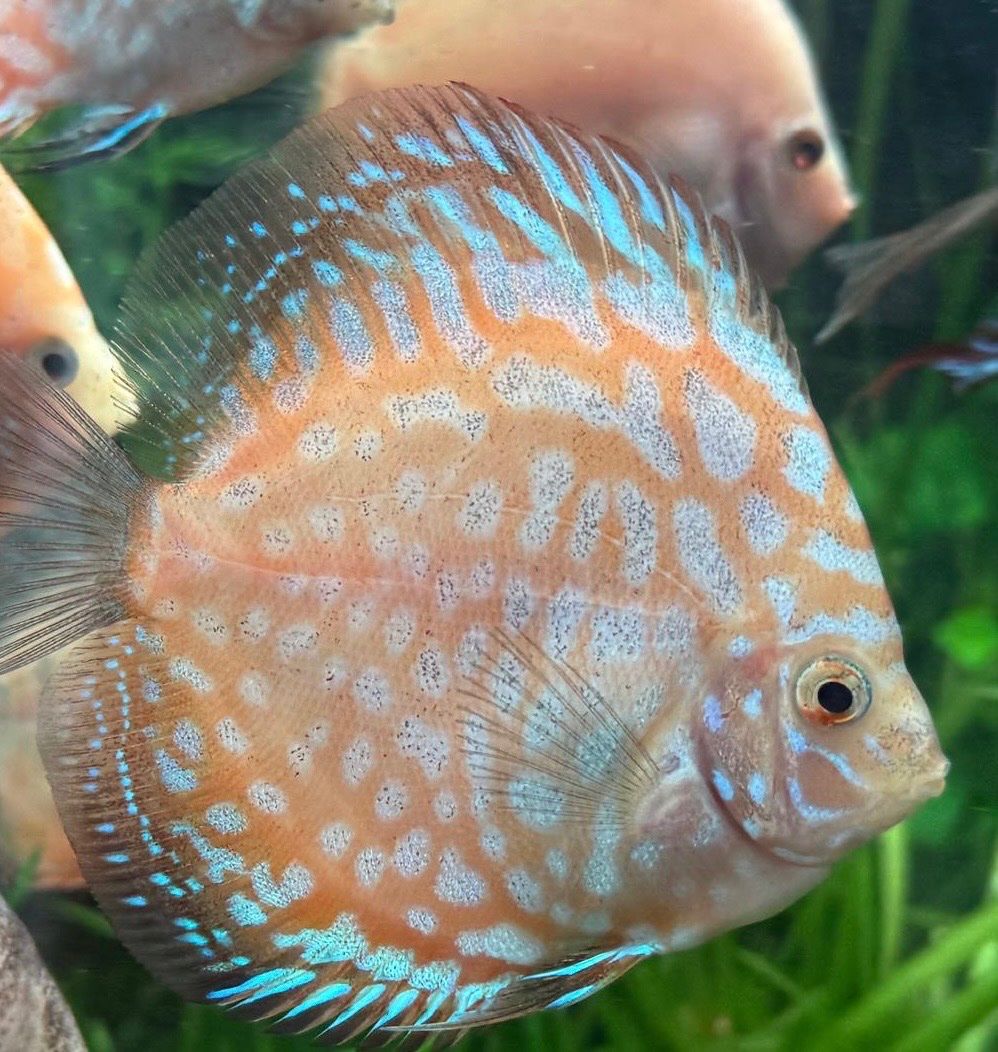 Aquarium: Discus - Diskus – Gebraucht aus Besazio von ale_t6x8 1