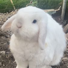 Profile image of Mudle