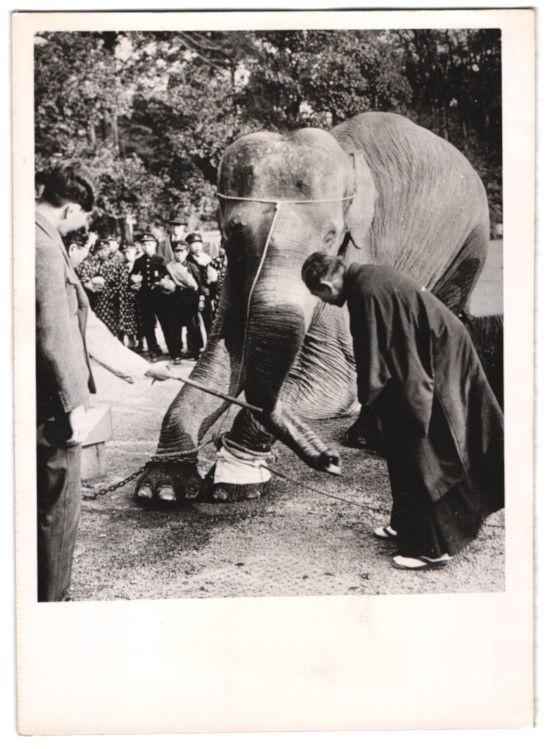 Photos & affiches: Fotografie Tokio - Tokyo, Elefant wird m – D'occasion à Berlin par bartko-reher