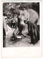 Fotografie Tokio - Tokyo, Elefant wird m