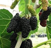 Schwarzer Maulbeerbaum - Morus nigra - 1 Pflanze