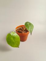 Alocasia wentii Baby #1