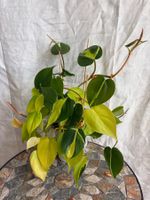 Philodendron scandens/brasil/lemon kombiniert - wunderschön!