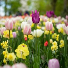 Profile image of tulpenzauber26